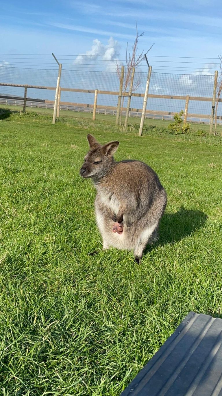 Tapnell Farm Park Hermione w Joey