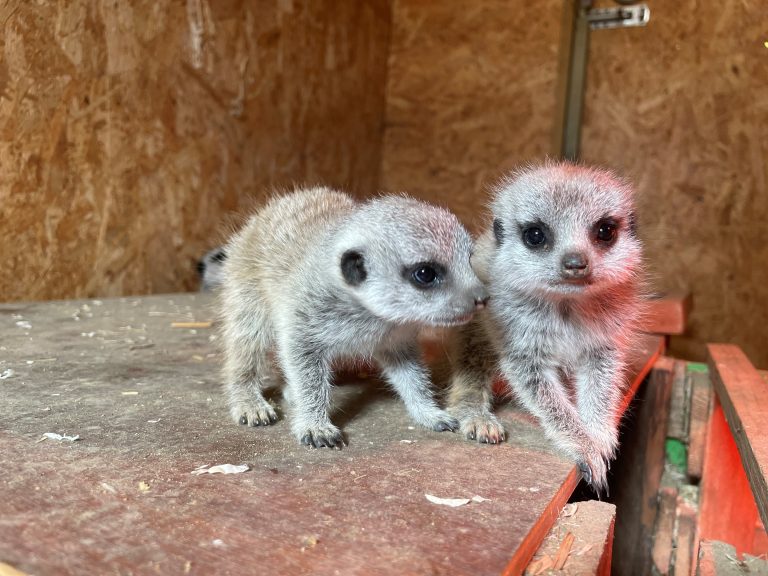 Tapnell Farm Park Meerkat pups