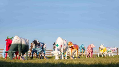 Image of the Wight Herd Cow