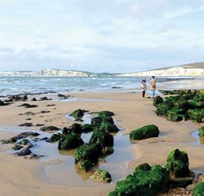 Image of the Compton Bay Cow