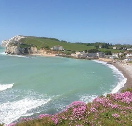 Image of the Freshwater Bay Cow