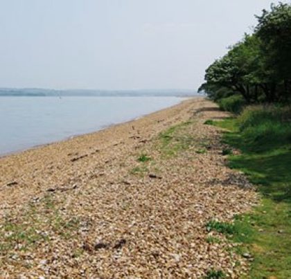 Image of the Hamstead Point Beach Cow