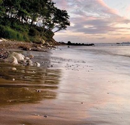 Image of the Priory Bay Beach Cow